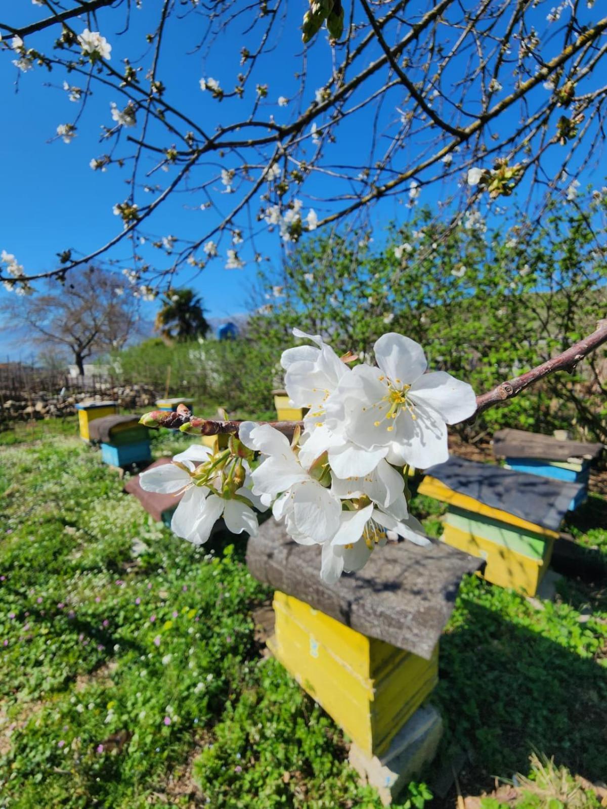 Villa Shuaipaj ジロカストラ エクステリア 写真